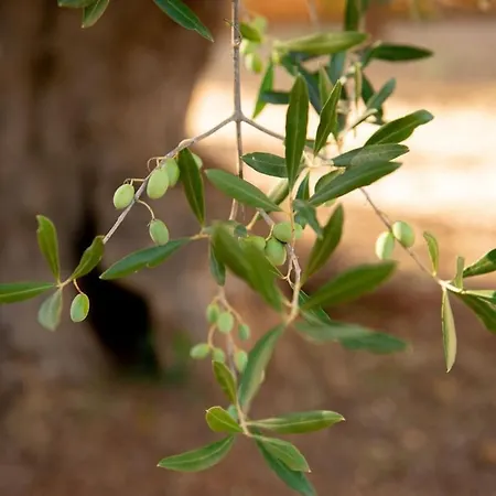 Tenuta Ulivi * Putignano