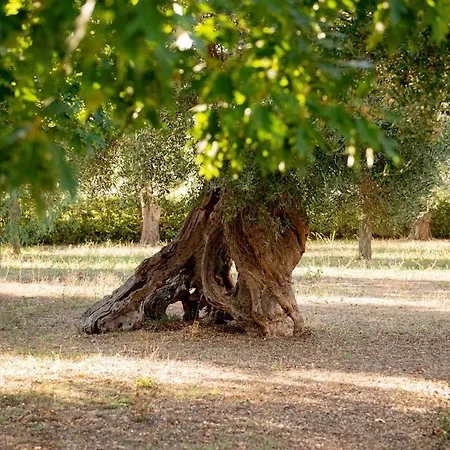 Tenuta Ulivi 普蒂尼亚诺