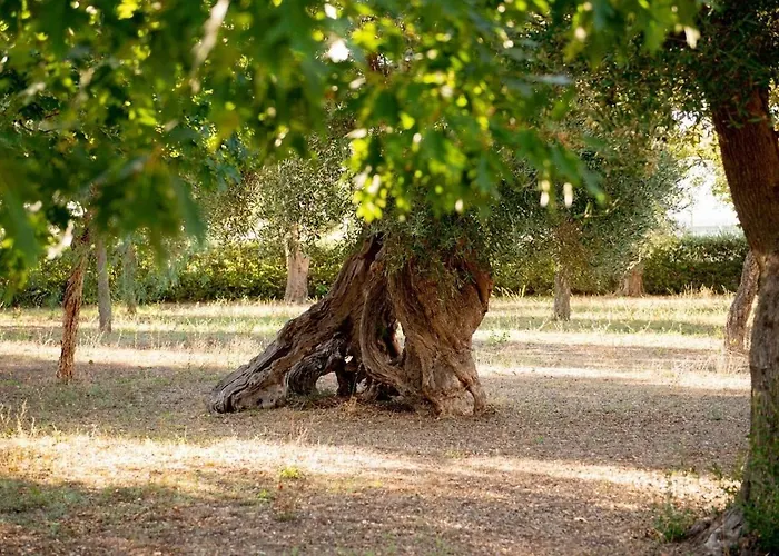 Tenuta Ulivi פוטיניאנו