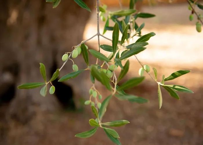 Tenuta Ulivi * פוטיניאנו